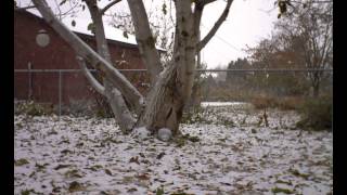 First snow 2014 time lapse