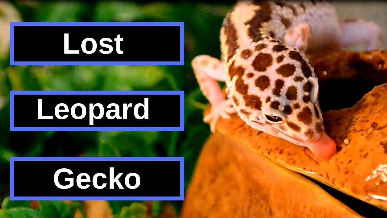 How To Find A Lost Leopard Gecko In Your House