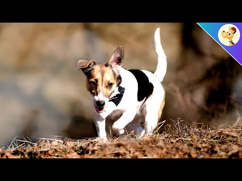 Vídeo: Jack Russell Terrier é Resgatado Após Ficar Preso Em Casa Por Mais De 30 Horas