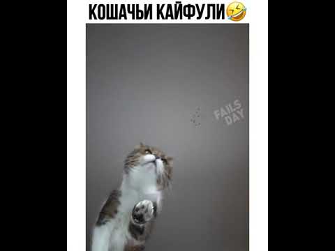 Кошачья мята и её эффект