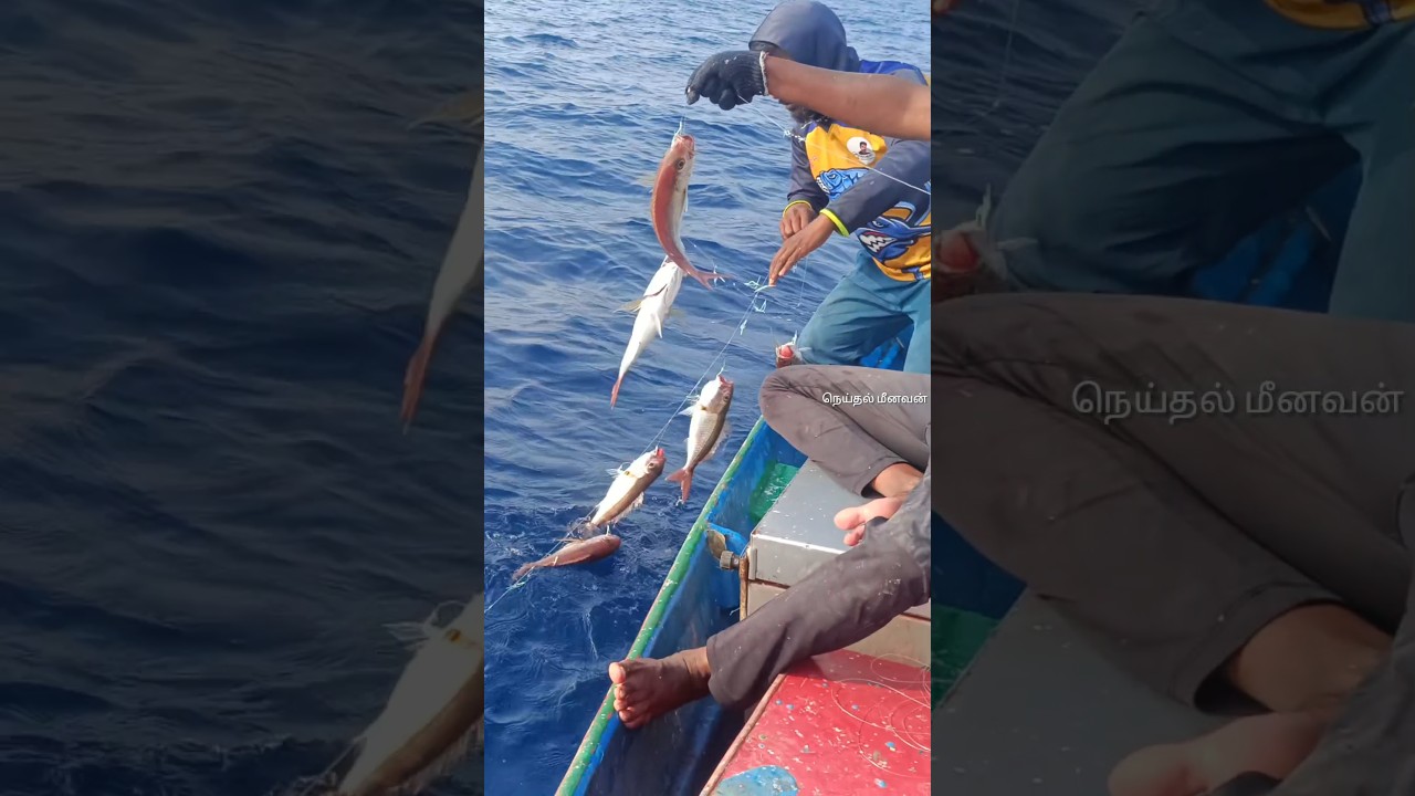 😍🎣🐟Back to back catching Rosy snapper fish in deep sea fishing 🎣🎣 #neithalmeenavan #fishing #fish