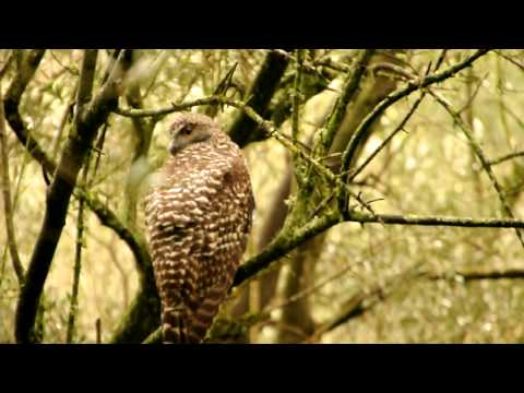 Powerful Owl at Darebin Parklands