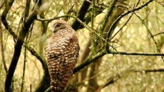 Powerful Owl At Darebin Parklands, Alphington, Victoria, Australia.