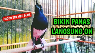BIKIN PANAS LANGSUNG ON GACOR TAK MAU DIAM !! PANCINGAN KACER GACOR PASTI NYAUT AMPUH.