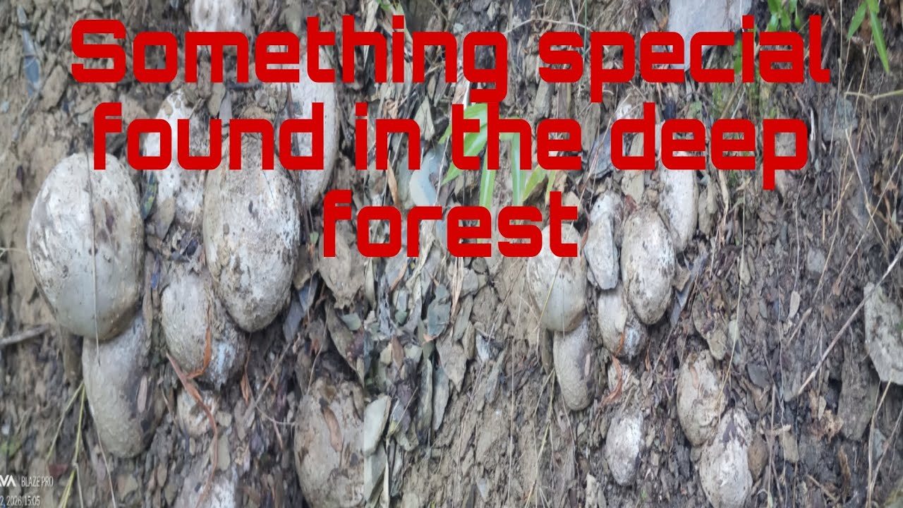 Dimond kionur found somewhere in the north eastern part of india 