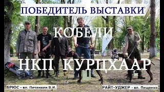 Выставка собак, кобели ПОБЕДИТЕЛИ КЛАССОВ, НКП курцхаар, курцхаар описание, собака породы курцхаа Выставка собак, кобели ПОБЕДИТЕЛИ КЛАССОВ, НКП курцхаар, курцхаар описание, собака породы курцхаа