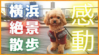 ミックス犬2歳 ほぼ成犬 マルプー マルチーズ トイプードル 成長変化記録 Growth Change Record Of Maltipoo Youtube
