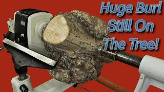 You've Never Seen  A Piece Of Wood Like THIS Before!  Wood Turning