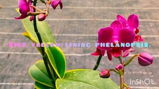 Phelanopsis Greenile Yellow Lining.rate കറചച കടതൽ.നലല ഭഗ.9744460246.