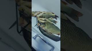 мохидори дар сирдарё сазан змей голов рыбалка в Худжанде #fishing #рыбалка #bus #catfish #сом