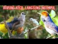 THE MOST POWERFUL VOICE OF LITTLE NOISE BIRD ||Trucukan vs Burcil