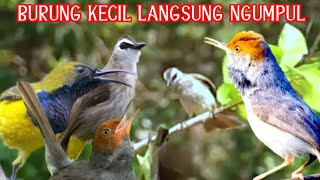 SUARA PIKAT BURUNG KECIL RIBUT PALING AMPUH||Trucukan vs Burcil