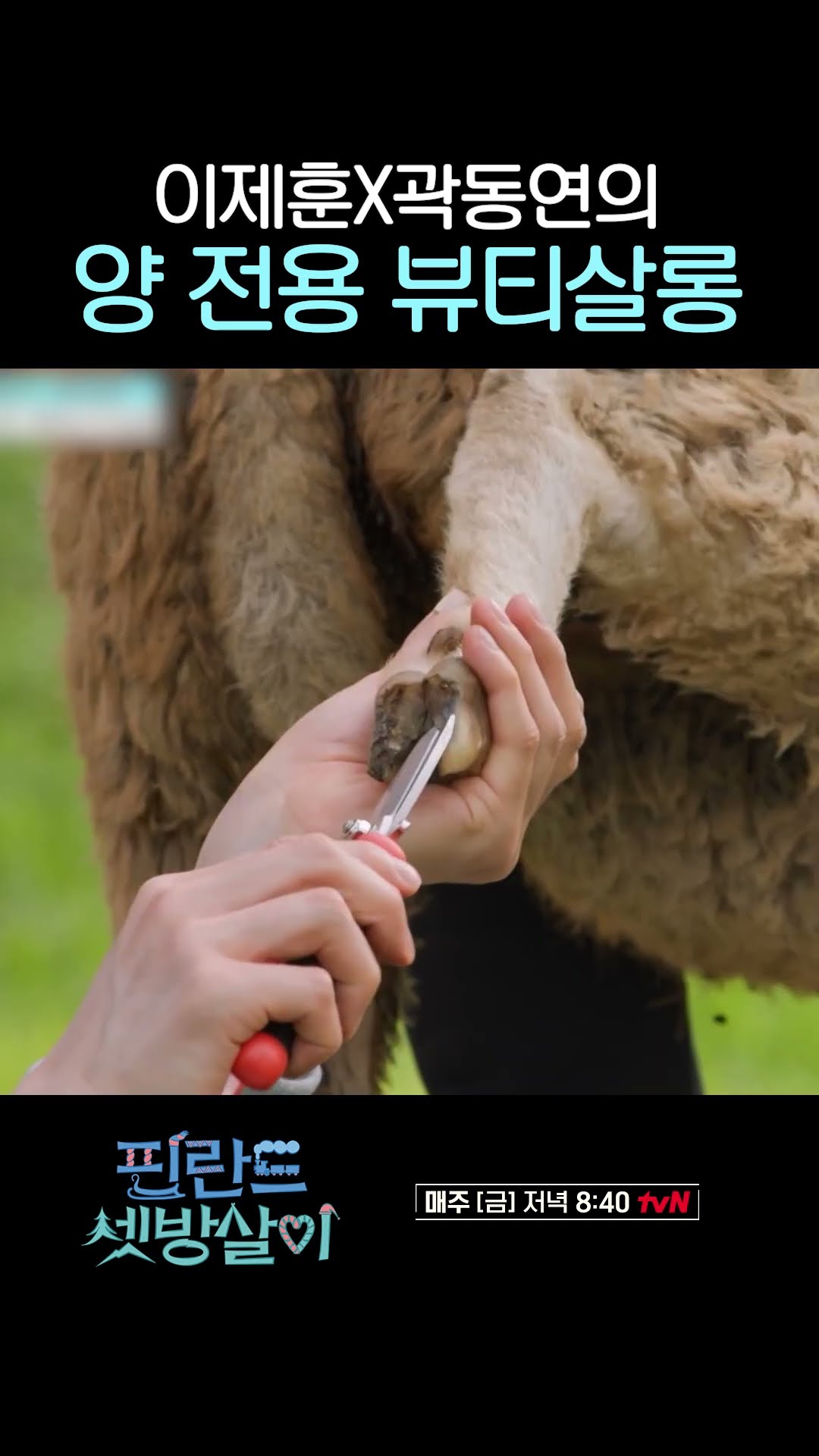 This is the first time I've ever been jealous of sheep #RentedInFinland
