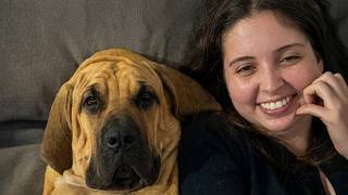 Everyone Warned Her About the Fila Brasileiro—Then He Showed His True Face at 2 AM