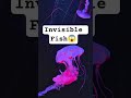Invisible jelly Fish #facts #animallife #fishspecies #naturelovers #jellyfish