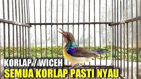 Kolibri kelapa gacor untuk pancingan burung semua korlap pasti ikut buka paruh gacor