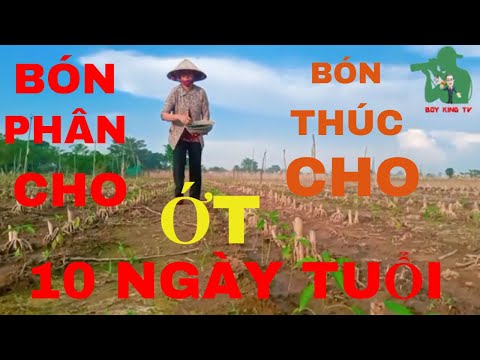 Video: Bón Thúc Cho ớt Bằng Tro: Trong Nhà Kính Và Ngoài Ruộng. Bón Phân Thế Nào Cho đúng? Ớt Có Thích Tưới Nước Bằng Truyền Tro Không?