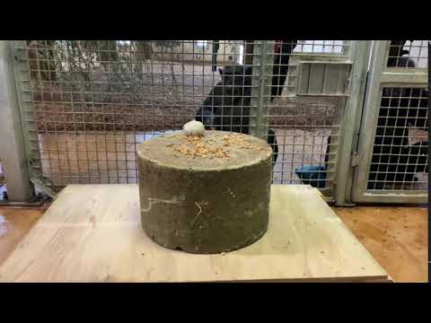 Chimp pulling block