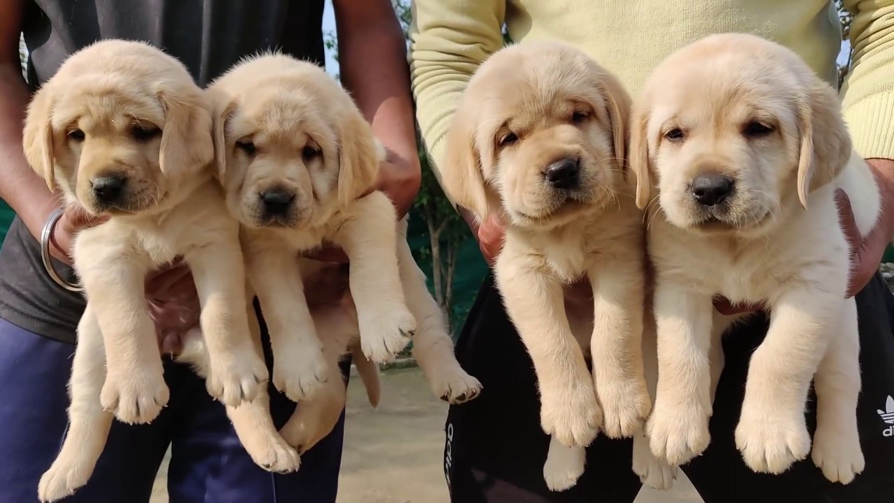Labrador Puppy For Sale In India Labrador Dog Price About Labrador 