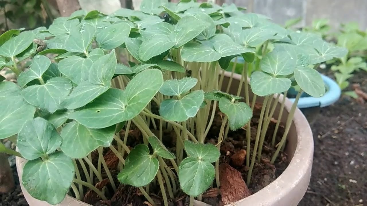 How to Grow Okra Timelapse Grow YouTube