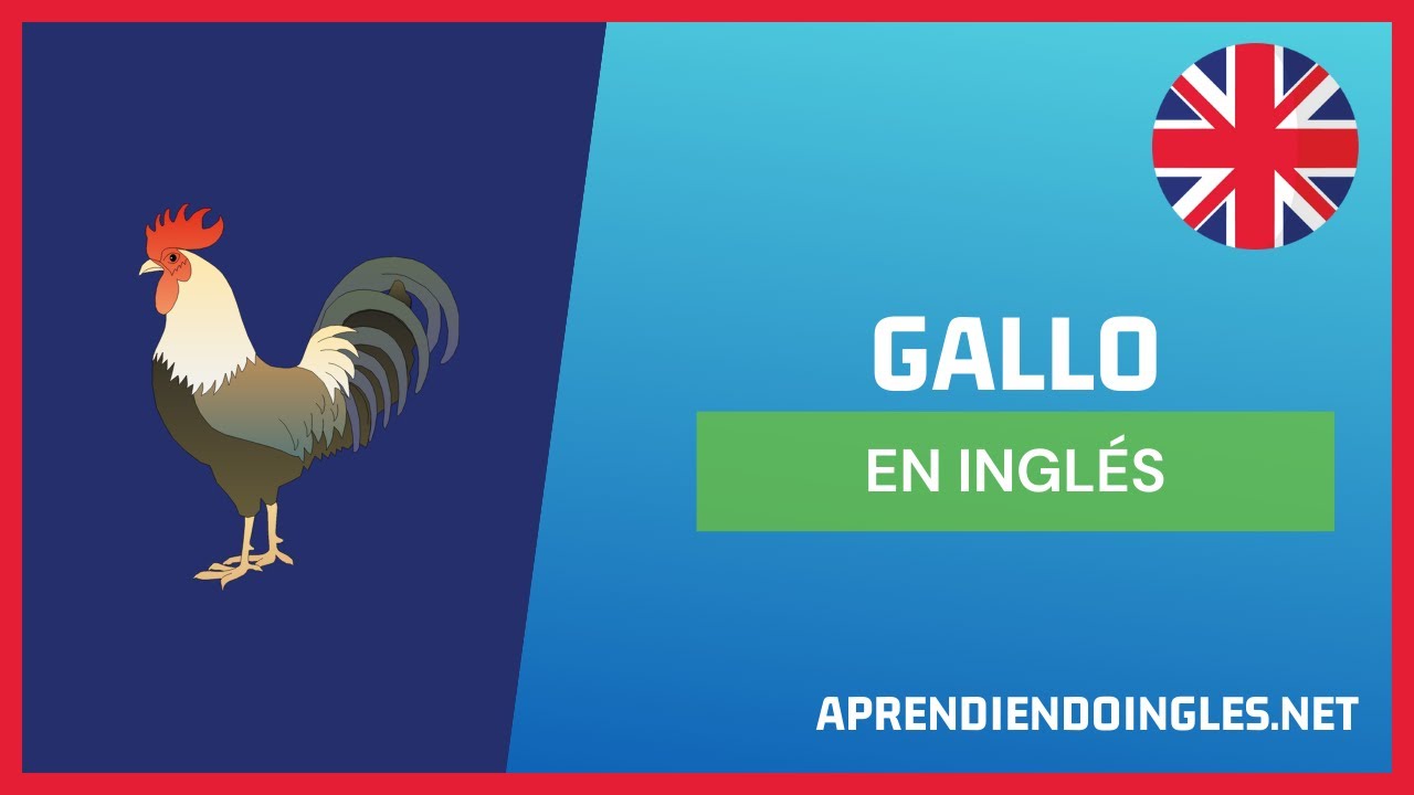 CÓMO se dice GALLO en INGLÉS 2023 🚀 APRENDE A ESCRIBIR ROOSTER