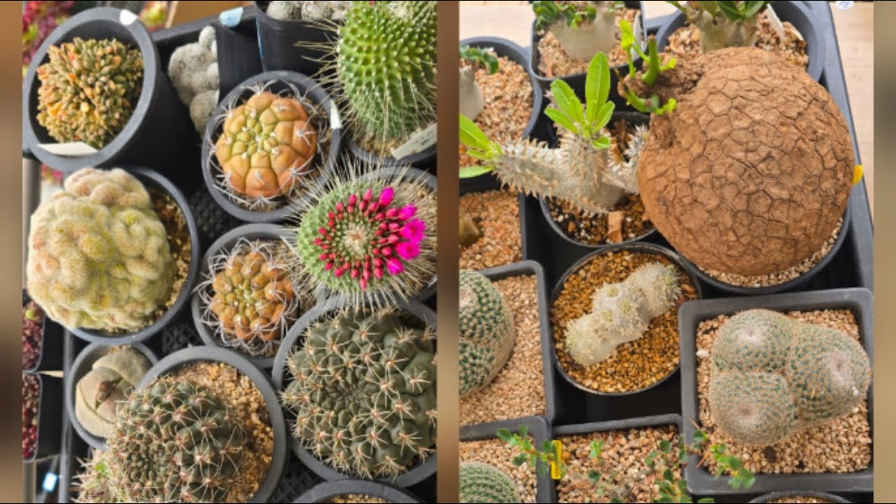 #원주이쁜다육#행복한 주말연휴 저와함께 데이트해요