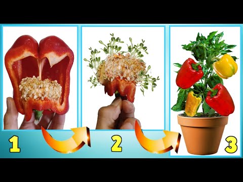 Video: Ndarja e bimëve të anthuriumit - Mësoni si të ndani një bimë anthuriumi