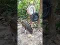 Survival Skills: SMART idea and USEFUL With Wild Pig Trap Using  Sharp wood #shortvideo