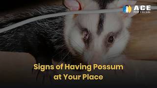 How to Get Rid of Possum? | DIY Tips to Remove Possums | Ace Pest Control