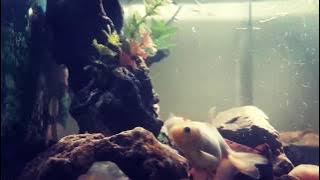 Aquarium Sound - Suara Air Aquarium bikin Relax dan Nyaman