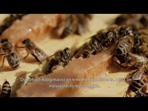 Video: Mis On Fruktoos