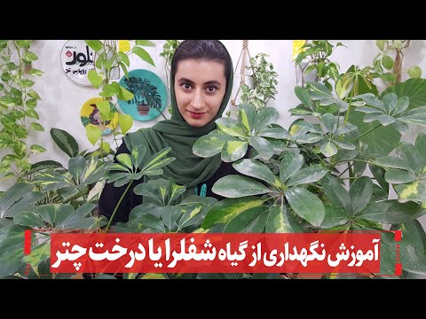 فوت و فن نگهداری گیاه شفلرا یا درخت چتر
