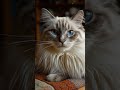 [Relaxing Lo-fi Bossa] 🐱 Cozy Ragdoll by the Rainy Window