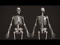 Anatomical Insights Into Human Evolution And The Importance Of Osteology