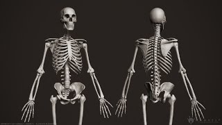 Human Osteology (Axial and Appendicular Skeleton)