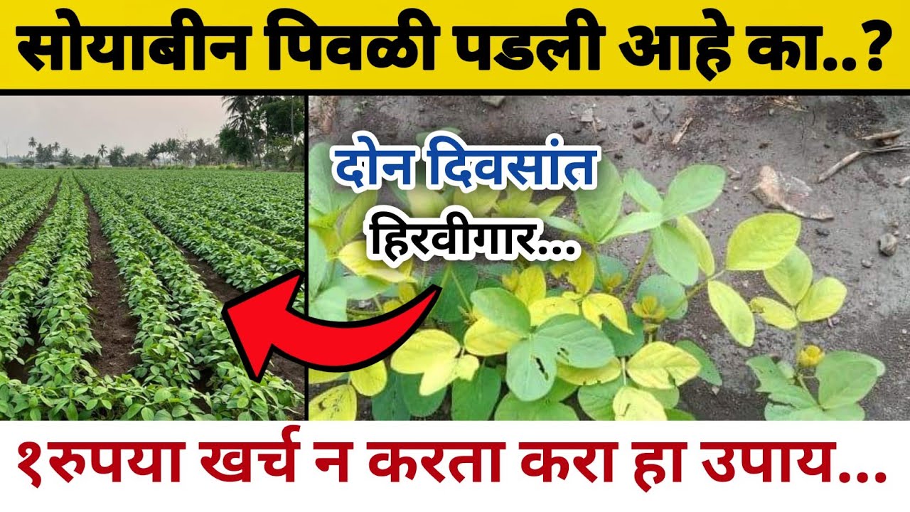 सोयाबीन पिकातील पिवळेपणा कमी करण्यासाठी जबरदस्त उपाय 👍😀🌱