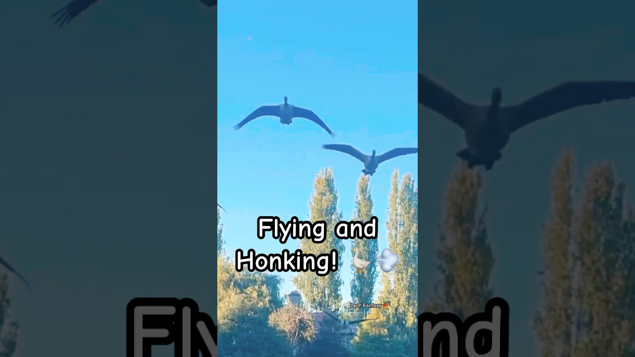 Flying and Honking! 🪿💨 Goose in Action!