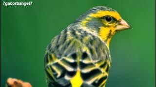 Kicau Burung Kenari Spanish Timbrado - Chirp of Bird
