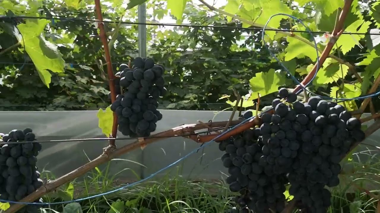 Hibridna sorta Moldavija,opis i karakteristike