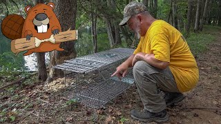 Setting Beaver Traps on the Farm