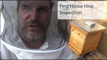 First home hive inspection. Adding a second brood box to my Baby Buster Hive at Home