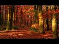 MFLEX SOUNDS - The secret of the forest /Dreamwave & Fantasy/