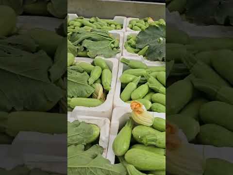 اسواق الدانا معرة مصرين اسعار الخضار بالليرة التركي للكيلو