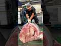 315kg bluefin tuna from Canada