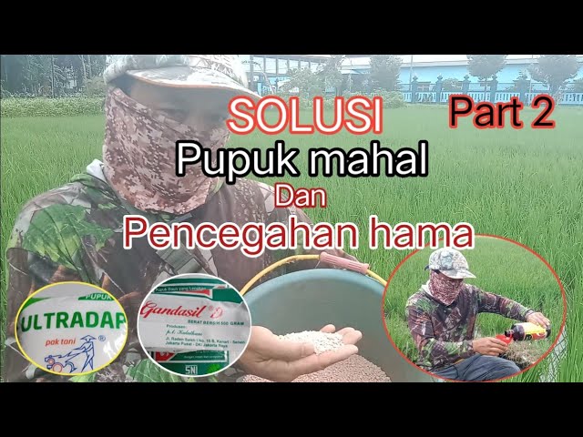 SOLUSI pupuk mahal dan langka... Part 2 class=