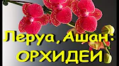 Орхидеи,узамба́рские фиалки,Самара🌺