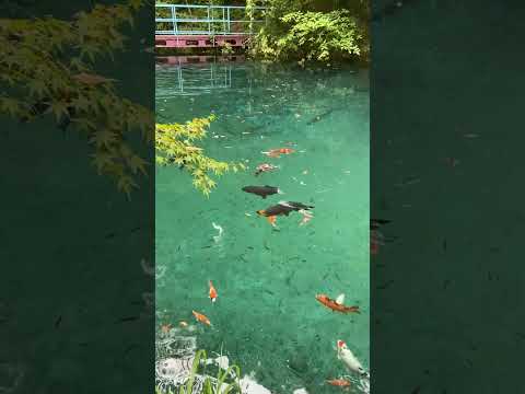 高知の夏は日本1。