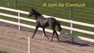 1-SQUALL SEELSTER-FCYS2013-SEELSTER FARMS