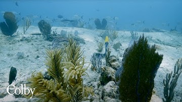 Using AI to Monitor Coral Reefs