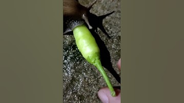 ớt xanh lá móm khoái khẩu của ốc sên #shorts